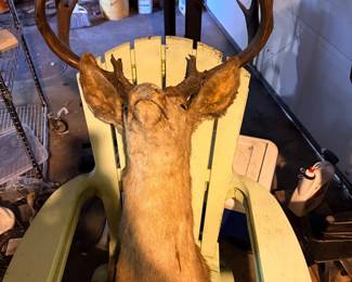 Taxidermy