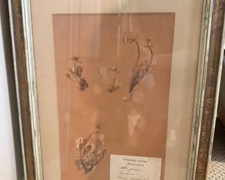Herbarium