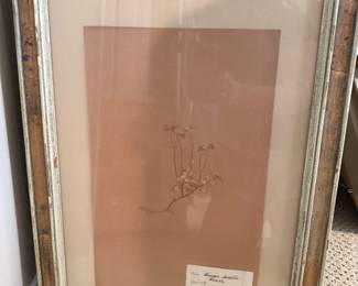 Herbarium