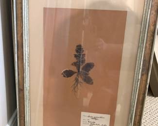 Herbarium