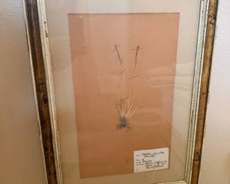 Herbarium