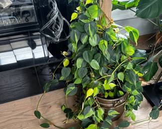 Plants