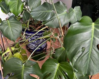 Plants