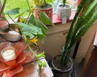 We have a new vendor.. our plant guy filling our pots!  They love our windows and will love yours too!
