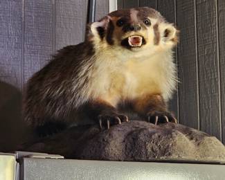 Buckey Badger for tailgating 