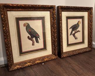 Framed Bird Prints