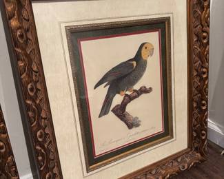 Framed Bird Print