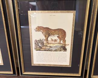 Framed Animal Print
