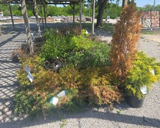 See description for full list of plants