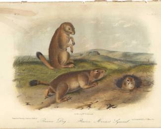 2021 June 25 Prairie Dogs 1926 Lithograph