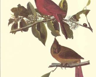 2021 Apriil 28th Audubon CARDINALS WINGS and WILDLIFE Image