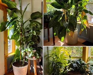 GORGEOUS house plants!