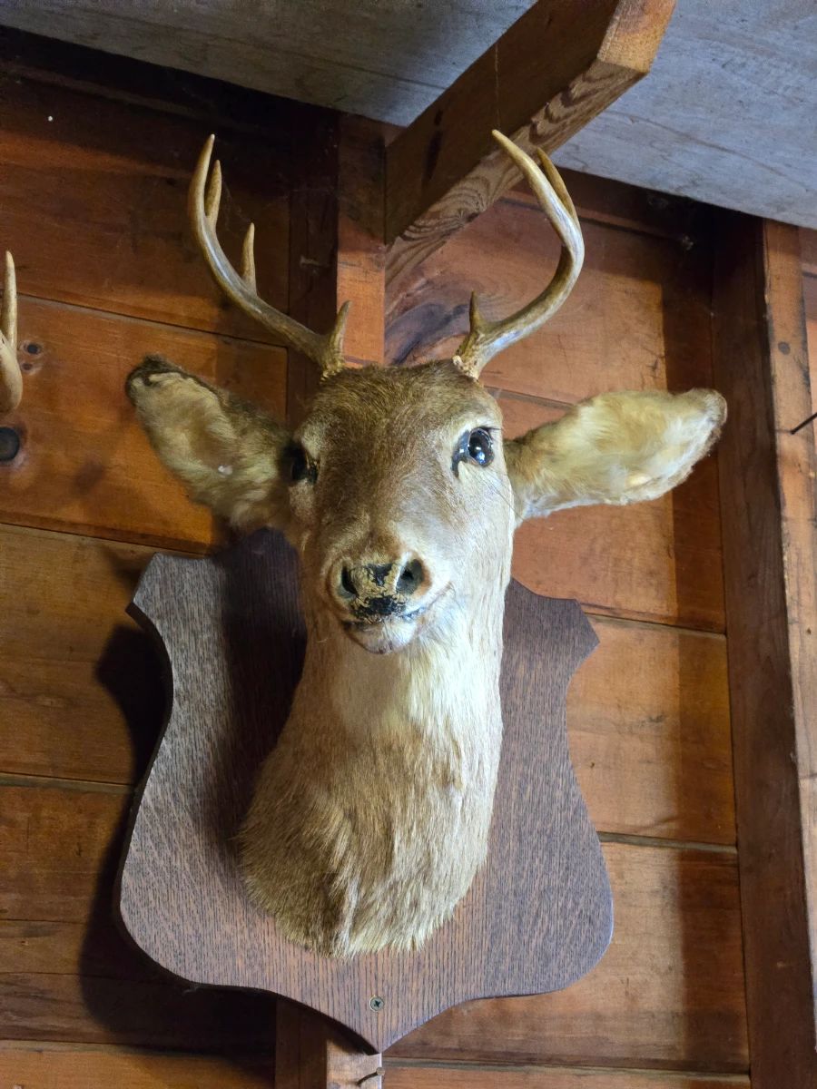 Mounted Deer Head