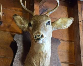 Mounted Deer Head