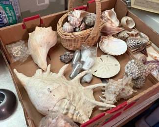 Sea shells