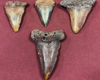 25 million year-old sharks teeth