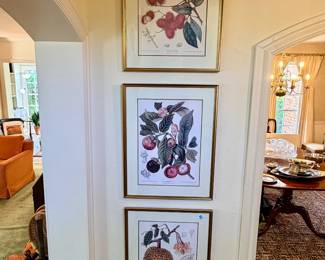 Botanical framed prints