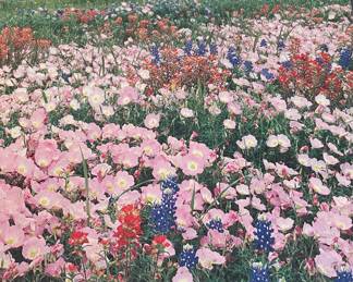Lady Bird Johnson ... Texas in Bloom