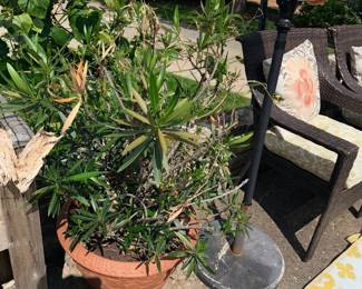 Items Located On The Back Patio