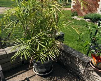 Items Located On The Back Patio