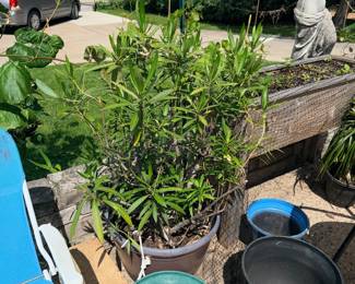 Items Located On The Back Patio