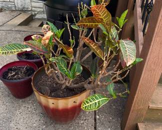 Items Located On The Back Patio