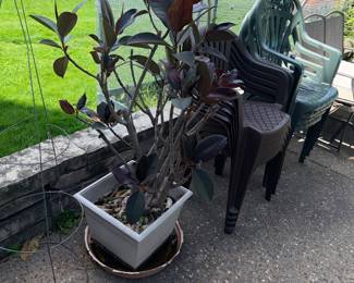 Items Located On The Back Patio