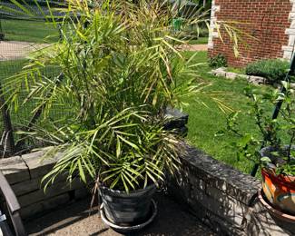 Items Located On The Back Patio