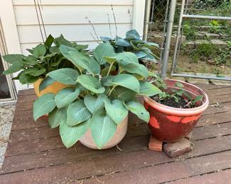 Large Potted Hostas