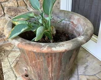 Potted Living Hosta