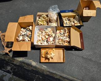 Vintage Sea Shells 1970s from Sanibel Island Fla. 