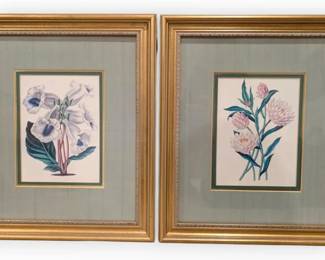 Two Framed Botanical Prints 15 x 17 Each