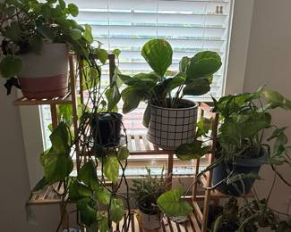 Assorted Houseplants on Wooden Plant Stand