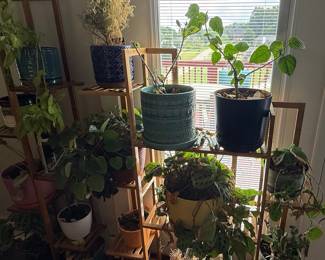 Assorted Houseplants on Wooden Plant Stand