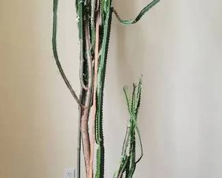 African Milk Tree Cactus