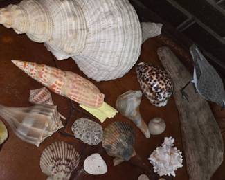 Assorted Seashell Collection with Driftwood and Carved Bird