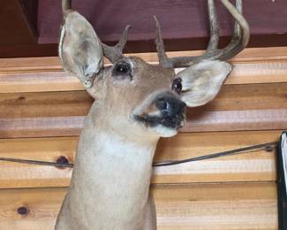 Whitetail Deer Taxidermy Mount  Point Buck