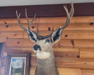 Mule Deer Taxidermy Mount  x Rack