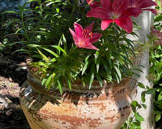 Lily 2 pots