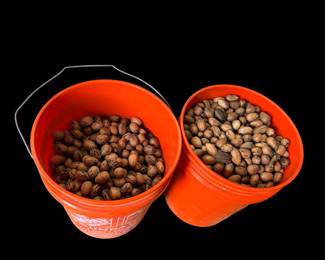 Buckets of pecans