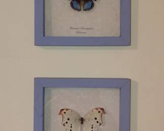 Framed Butterflies Charaxes Smaragdalis and Salamis Parhassus