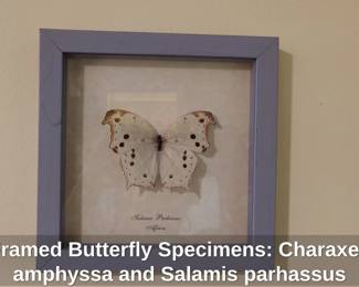 Framed Butterfly Specimens Charaxes amphyssa and Salamis parhassus