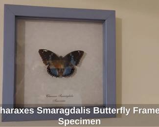Charaxes Smaragdalis Butterfly Framed Specimen