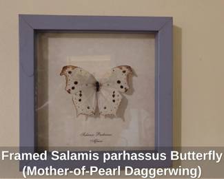 Framed Salamis parhassus Butterfly MotherofPearl Daggerwing