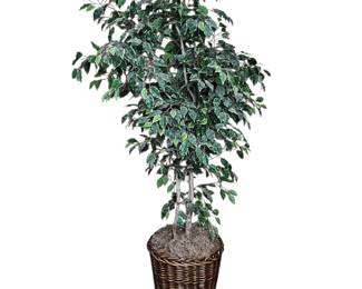 Lot #49 - Realistic Variegated Ficus Tree in Wicker Basket Planter for Home or Office Decor