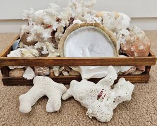 Lot #128 - Natural Coral and Shell Collection in Wooden Tray – Beach Decor and Craft Supplies