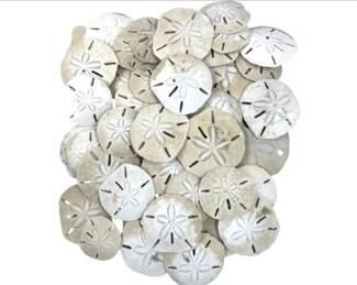 Collection Of Sand Dollars