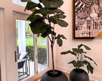crate and Barrel fiddle, TREES  and pots