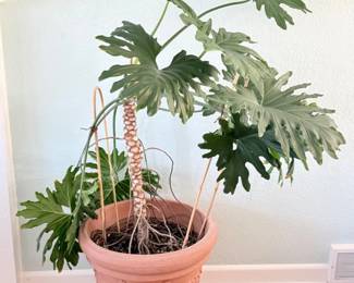 49 LargePottedPhilodendronPlant