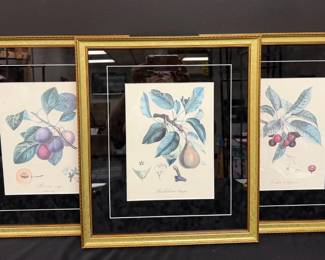 Poiteau  Turpin Reproduction Botanical Prints